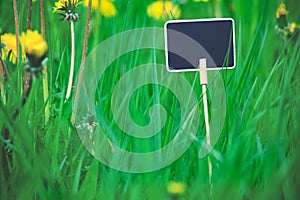 Wooden blank plate in grass