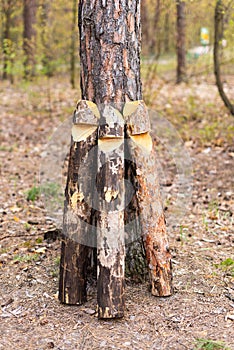 Wooden blanks for boundary posts to indicate territory, forestry