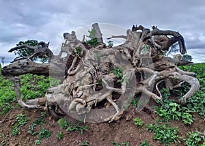 Wooden block of wild trees wild beauty