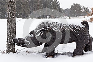 Wooden boar in winter gnaws pine. Wooden statue of a pig in a snowfall
