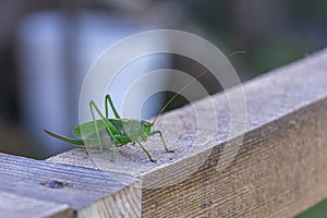 On a wooden board of beige color there is a grasshopper with long moustaches and legs