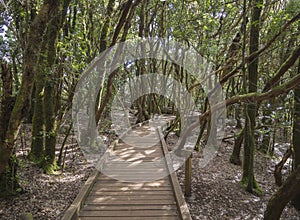 Wooden board footpath on Sendero de los Sentidos path od the sen photo