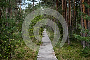 Wooden board road in forest