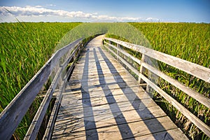 Wooden board walk on point Pelee conservation area, Ontario, Can