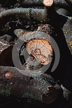 Wooden boards for the fire. Felled tree branches on the ground
