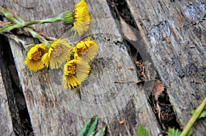on the wooden boards are yellow flowers of the mother and stepmother, background
