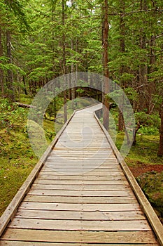 Wooden boardwalk