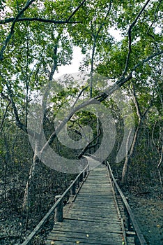 Wooden Boardwalk bridge across the Sundarban Mangrove Forest