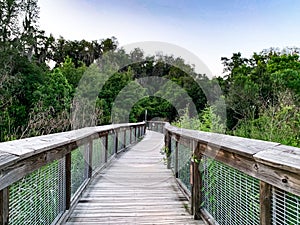 Wooden boardwalk bridge in the swamp