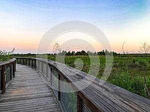 Wooden boardwalk bridge in the swamp