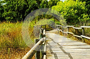 Wooden boardwalk in the dunes leading to the sandy beach, the pa