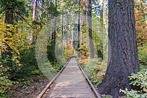 Wooden boardwalk through an evergreen trees forest, Calaveras Big Trees State Park, California