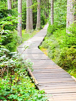 Wooden boardwalk in forest leads to Great Moss Lake, Rejviz, Jeseniky Mountains, Czech Republic
