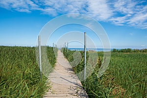 Wooden boardwalk in green grass meadow .