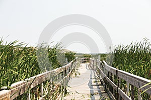 A wooden boardwalk through a green marsh