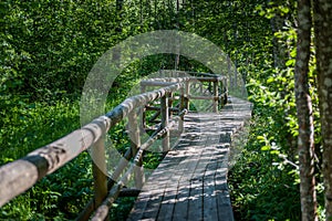 Wooden boardwalk at hiking trail crossing a mysterious Pokaini Forest in Latvia.