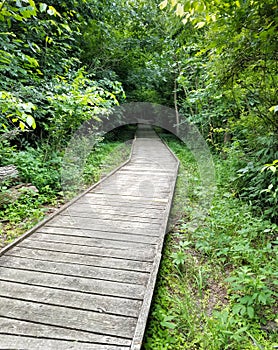 Wooden boardwalk leading into the forest