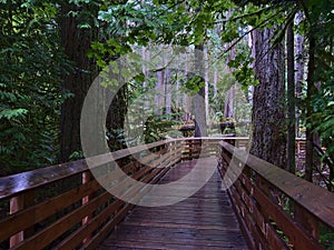 Wooden boardwalk leading through forest of old Douglas fir trees at Cathedral Grove in MacMillan Provincial Park, Canada.