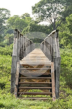 Wooden Boardwalk over swampy area, Pantanal Wetlands, Mato Grosso, Brazil