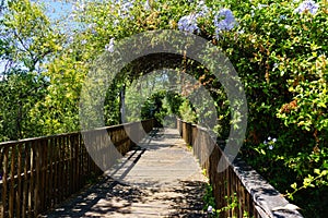 Wooden boardwalk, part of the Los Gatos Creek trail in the town of Los Gatos, south San Francisco bay area