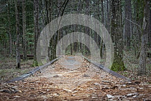 Wooden boardwalk pasth in forest