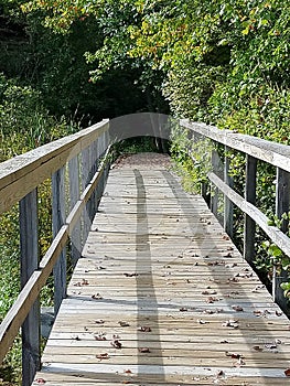 Wooden Boardwalk with Railings Disappears into the Forest Darkness