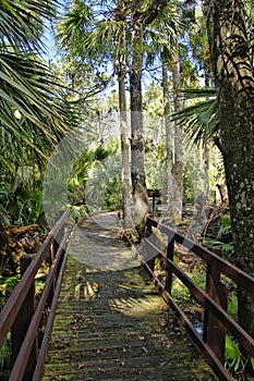 Wooden boardwalk in the recreation area in the Ocala National Forest located in Juniper Springs Florida