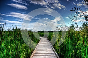 Wooden Boardwalk in Tall Reeds