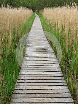 Wooden Boardwalk in Tall Reeds