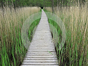 Wooden Boardwalk in Tall Reeds photo