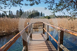 Wooden boardwalk with view to blue fount in the swamp photo