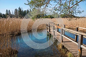 Wooden boardwalk with view to blue fount in the swamp photo