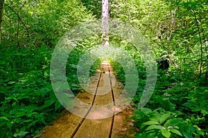 A wooden boardwalk winds and bends through a lush green tropical forest.Ferns and trees cast shadows on the wood walkway