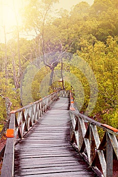 Wooden boardwalWooden boardwalk in tropical swampland heading into a forest of Sarawak photo