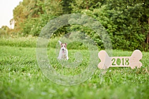 Adorable happy fox terrier dog at the park 2018 new year greetin