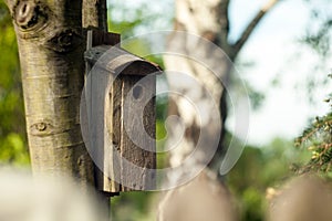 Wooden booth for birds on the tree. A bird house on the bruch. photo