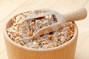 Wooden bowl and scoop filled of sprouted wheat seeds and sack of