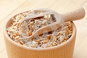 Wooden bowl and scoop filled of sprouted wheat seeds and sack of photo