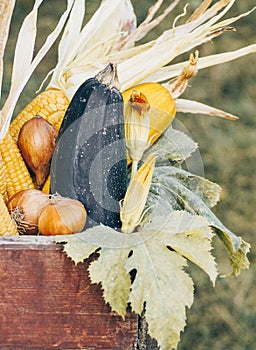 Wooden box with autumn harvest farm vegetables and root crops. Healthy and organic food background. Concept of Healthy Fresh Food