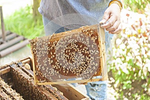 Wooden box of bee farm. Bee farm for honey. Honeycomb
