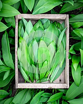 Wooden box with bunch of fresh bear's wild garlic