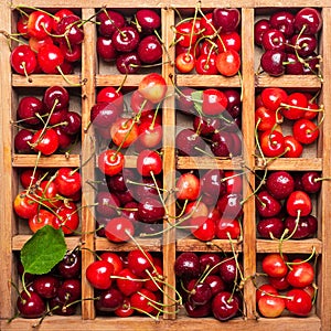 Wooden box with cells is full of pink and red cherries with stems