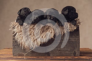 Wooden box covered with fur holding inside group of four puppies