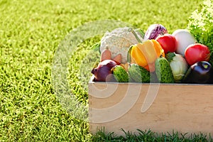 Wooden box or crate full of freshly harvested vegetables in on a green grass background