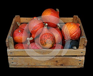 Wooden box with decorative pumpkins isolated