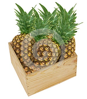 Wooden box filled with pinapples fruit - collage isolated on white background