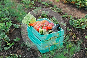 Wooden box with fresh farm vegetables outdoors in garden - harvesting and gardening