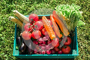 Wooden box with fresh farm vegetables top view outdoors in garden - harvesting and gardening