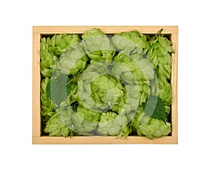 Wooden box of fresh green hops isolated on white