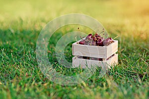 Wooden box with fresh ripe cherry on green grass at sunset.